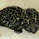 Illustration for article titled Monday Kitten Cuteness - Triple Dose!